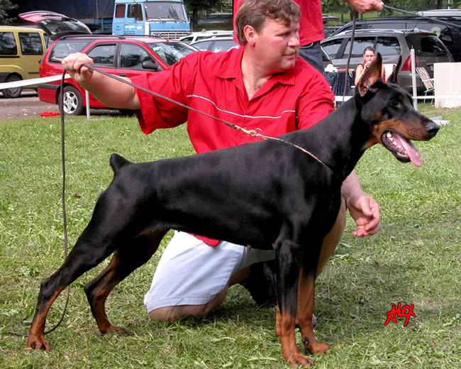 Aria Dobermans Tahi reme Giniti